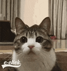 cat-gif